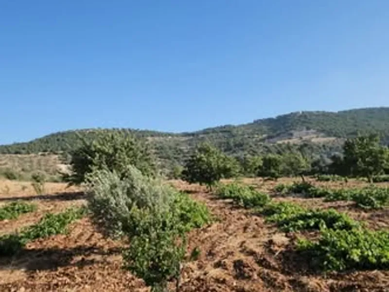 للبيع قطعه ارض مميزه في اجمل مناطق سوف الطبيعيه