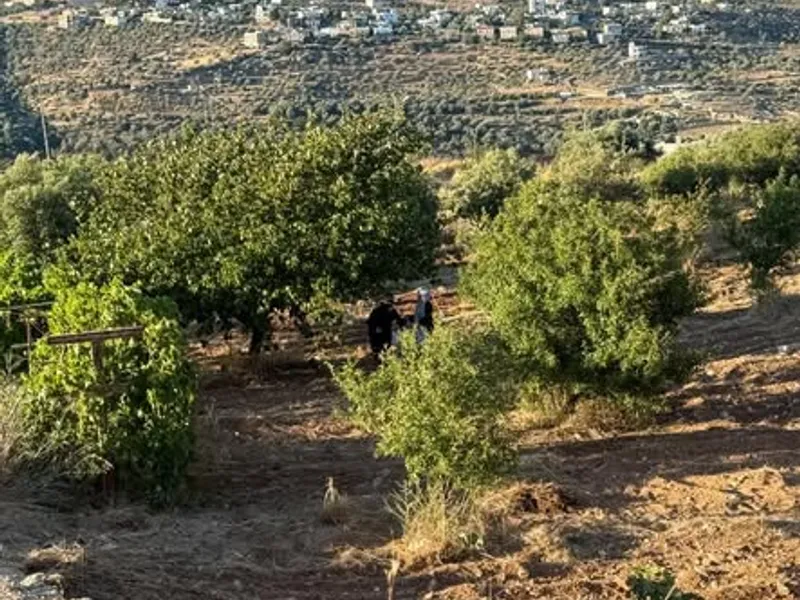 مزرعه كرز وخوخ وزيتون رومي منتجه للبيع – جرش / سوف