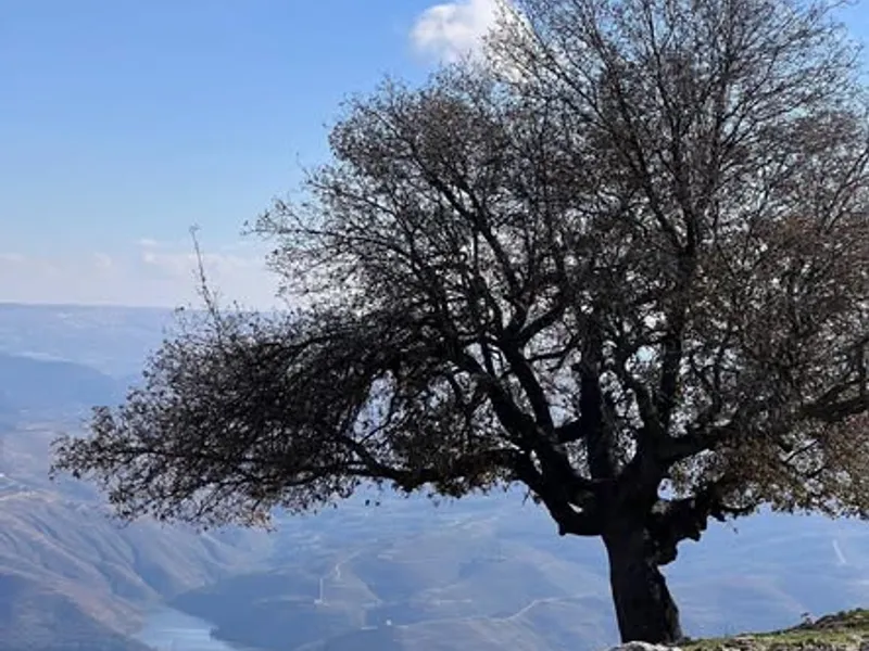 مزرعه زيتون اكثر من 100 زيتونه معمره